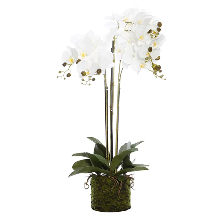 Orchid white 5 stem