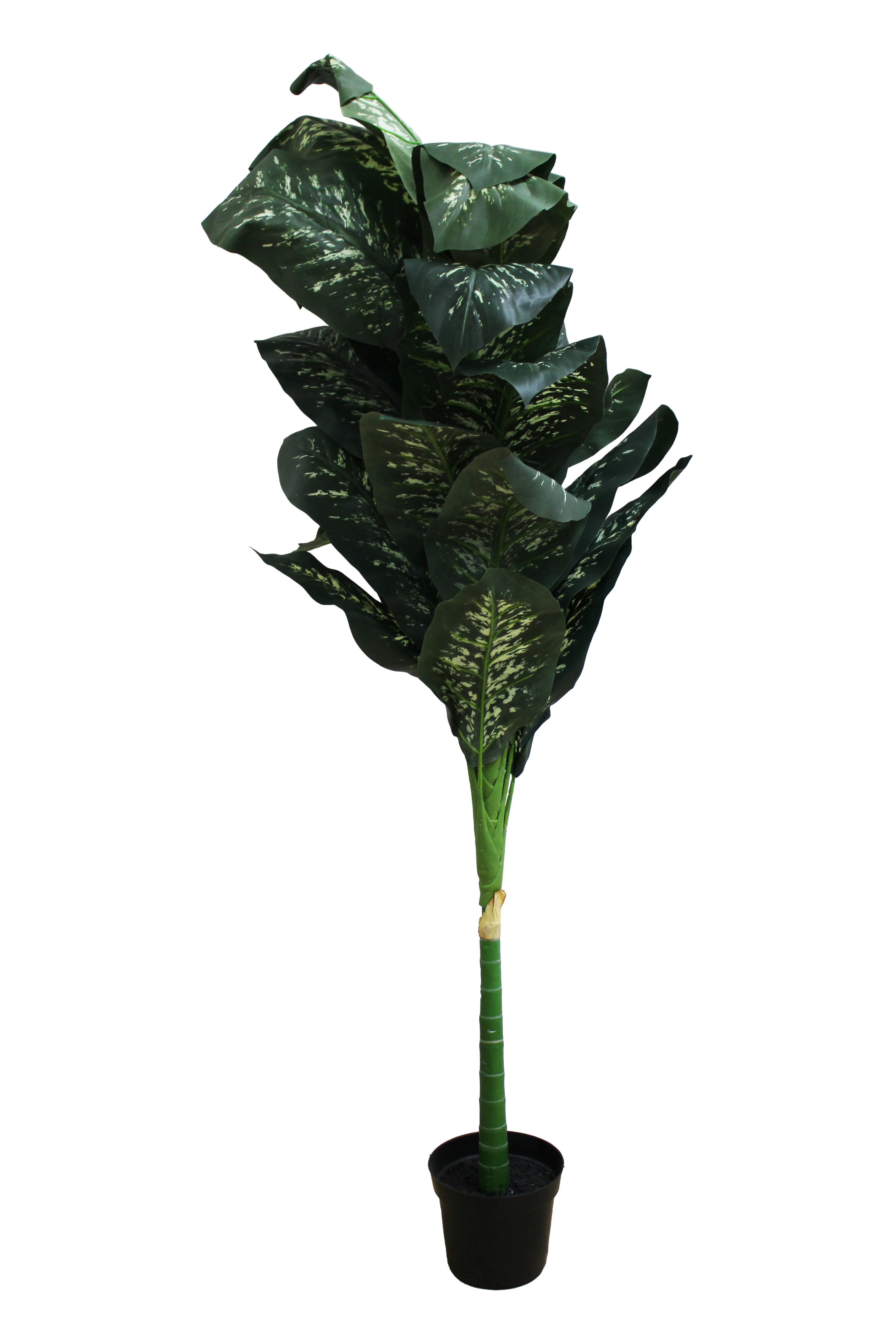 Dumb Canes Floor Plant 6' - FP4