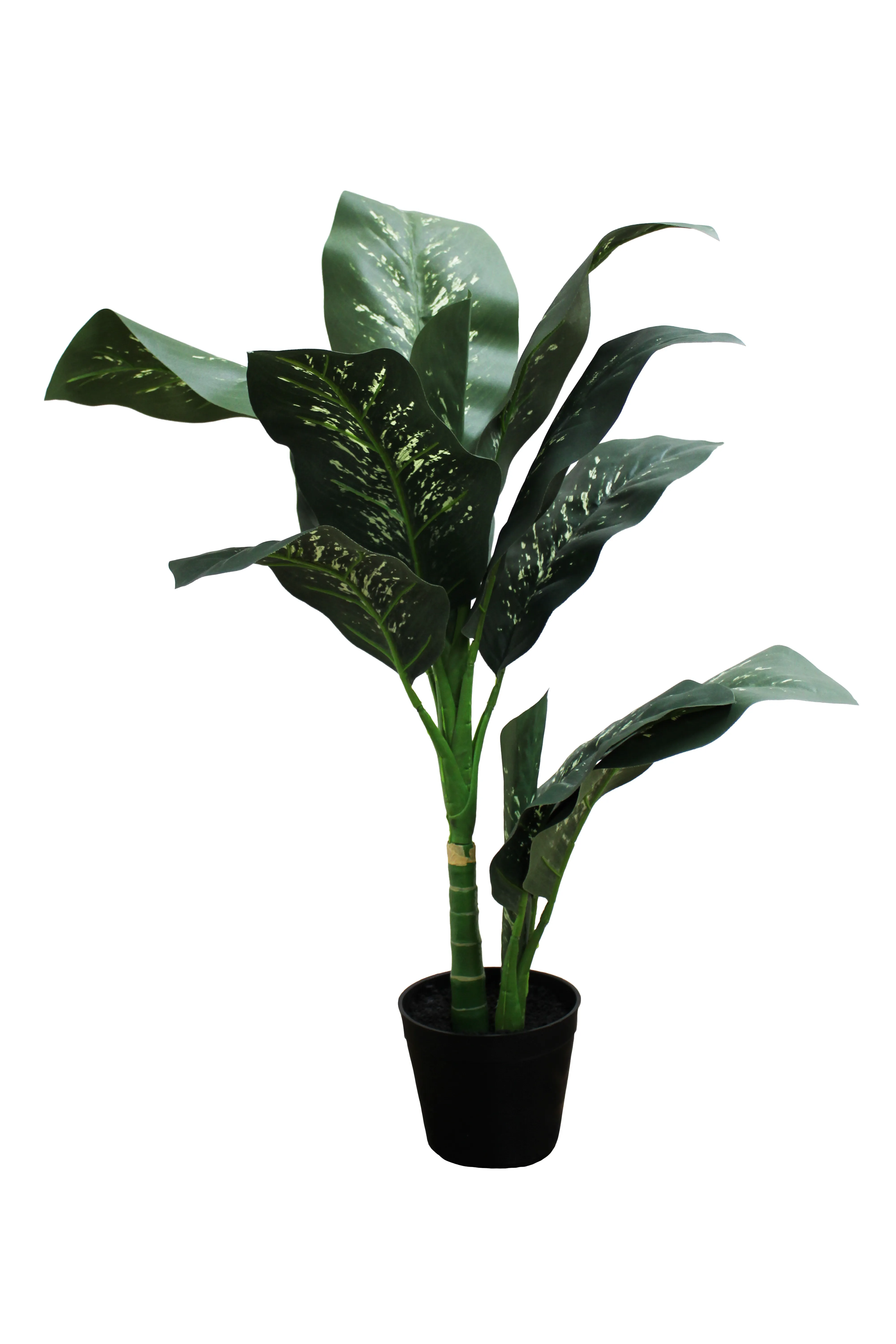 Dieffenbachia Seguine Floor Plant 3' - FP16