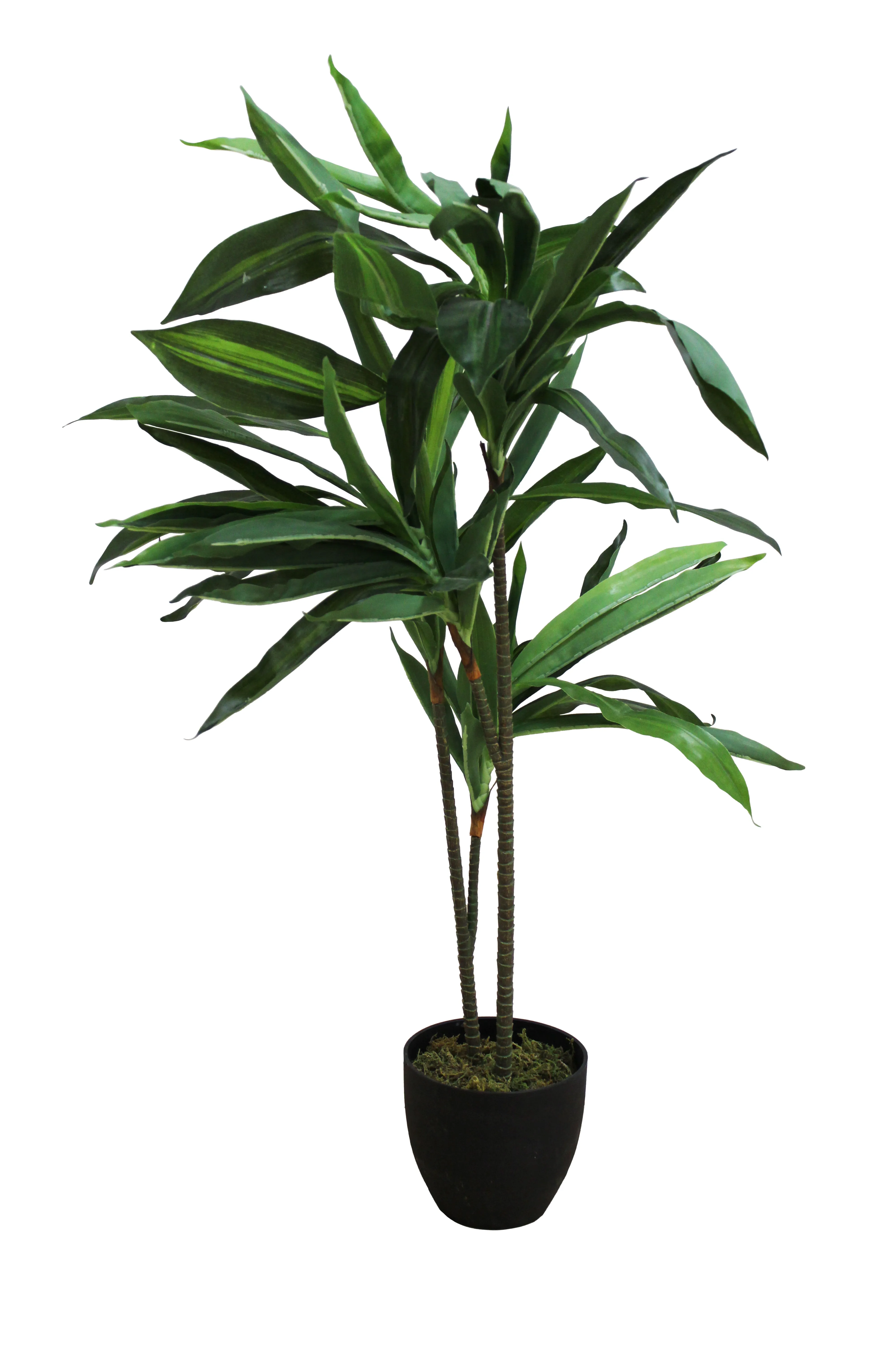 Dracaena Fragrans Floor Plant 3.5' - FP1
