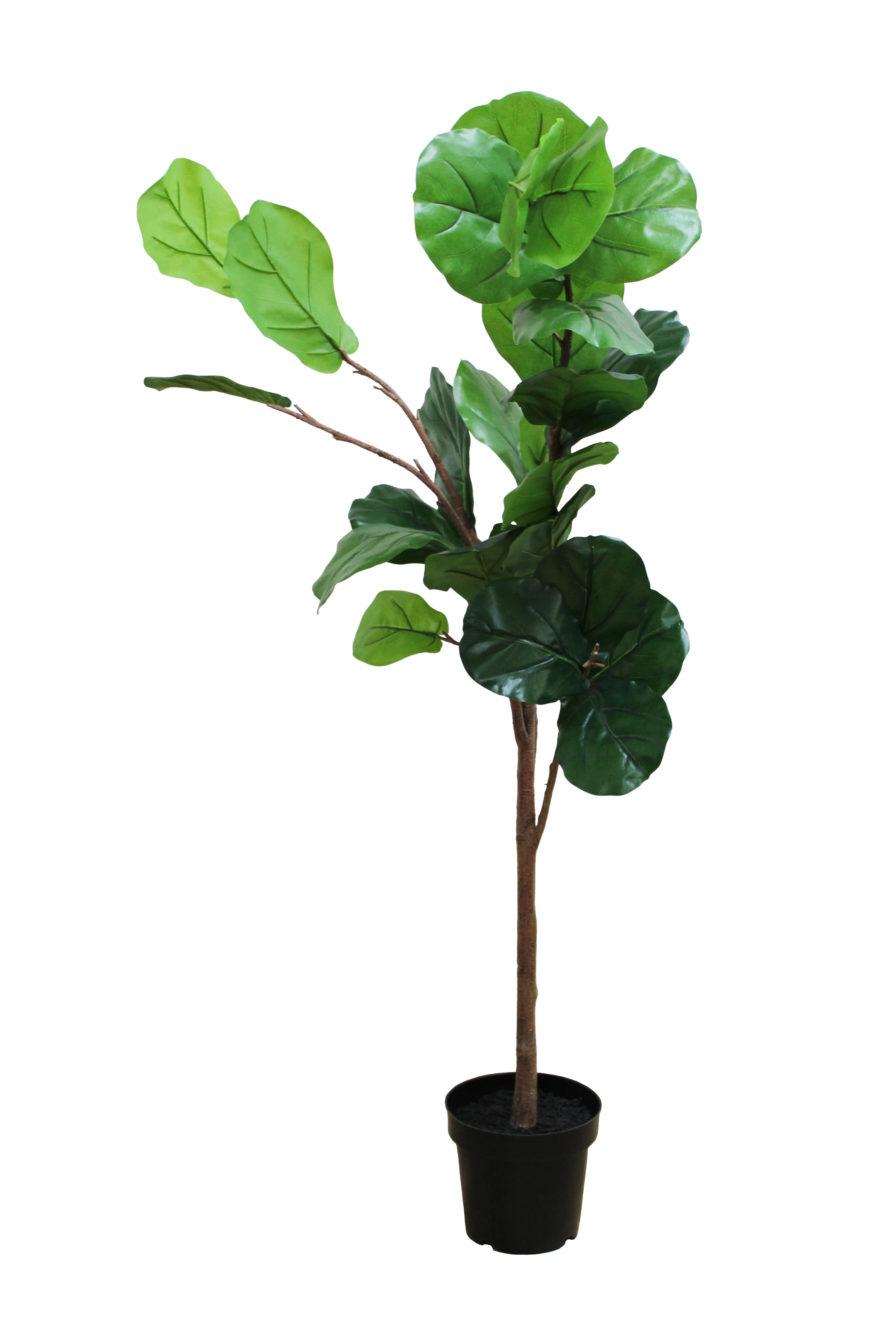 Fiddle Leaf Fig Floor Plant 5.5' - FP21