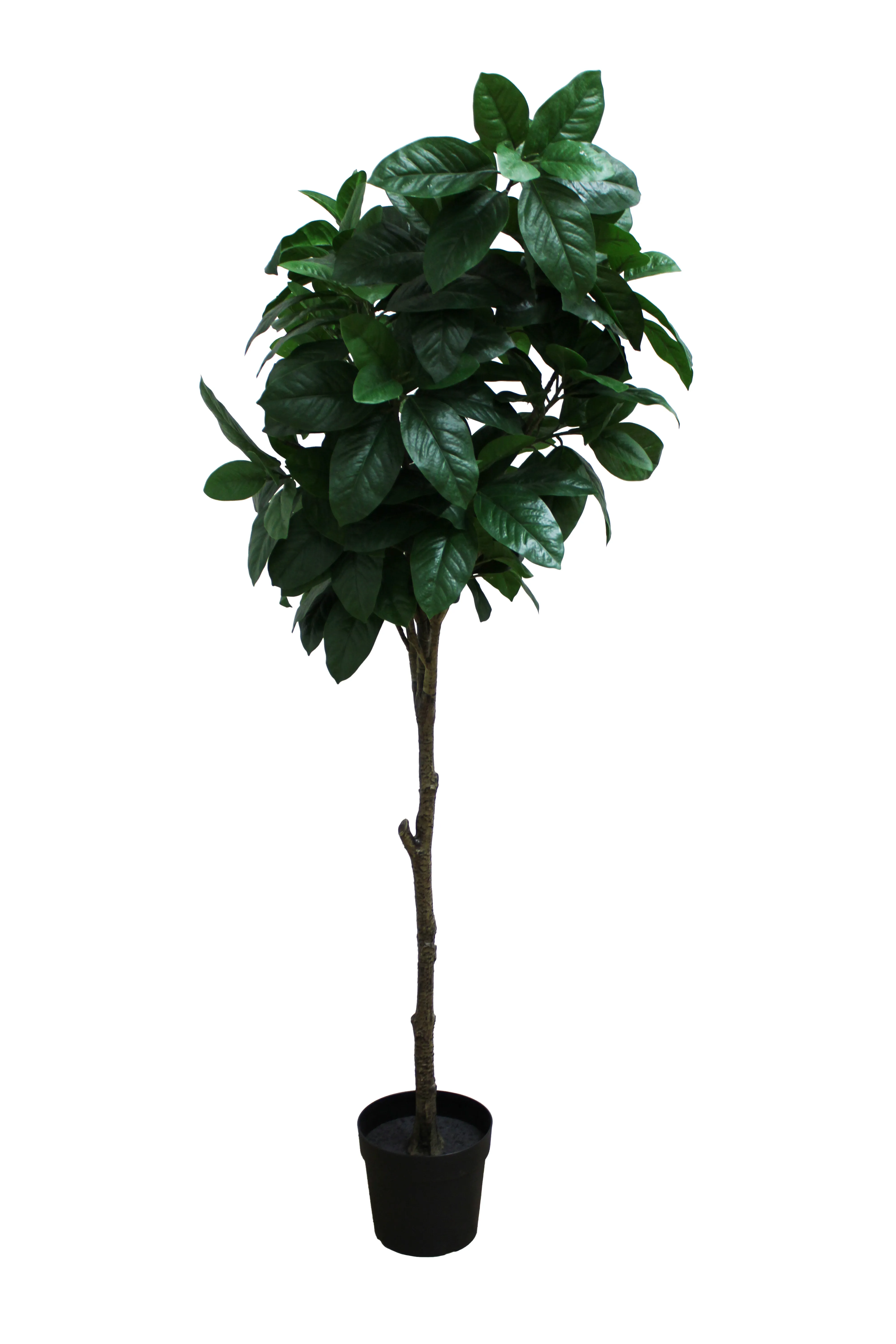 Ficus Cyathistipula Floor Plant 6' - FP8