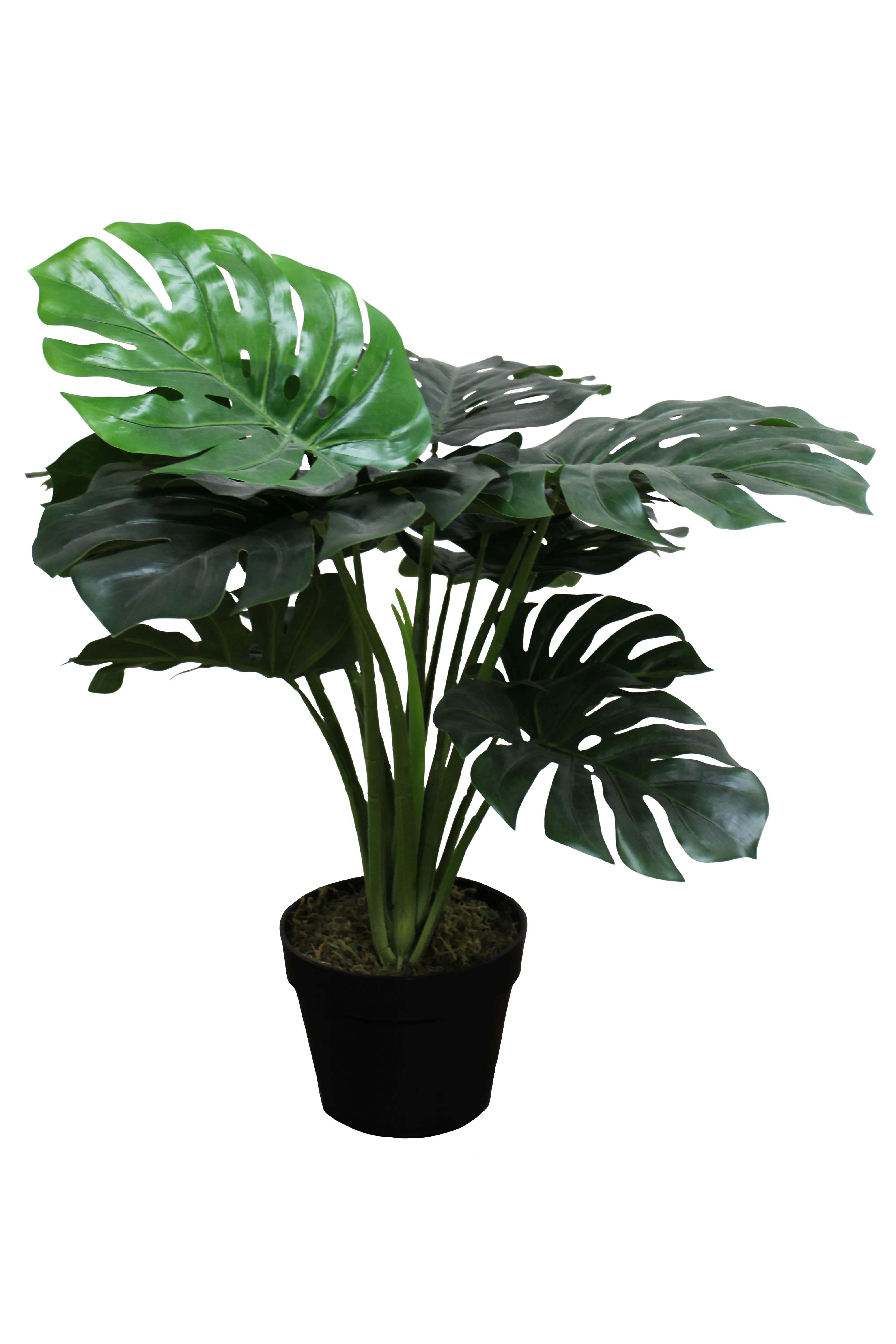 Monstera Floor Plant 2' - FP15