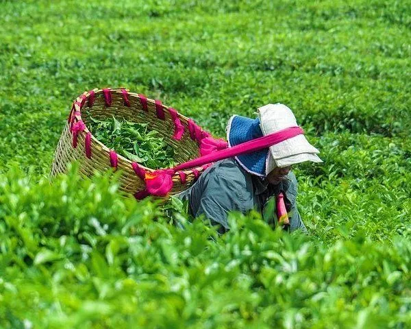 Mauritius Tour: Tea Factory & Sacred Lake with Private Driver