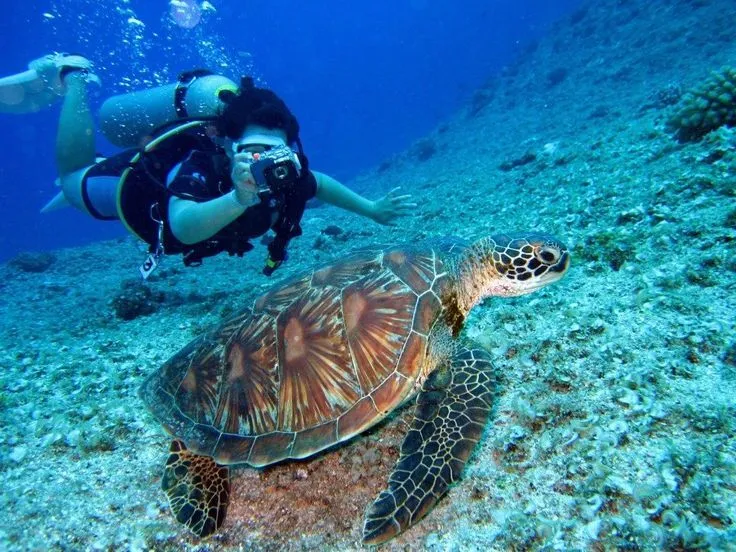 Swim with Sea Turtles – Snorkeling - Trou Aux Biche