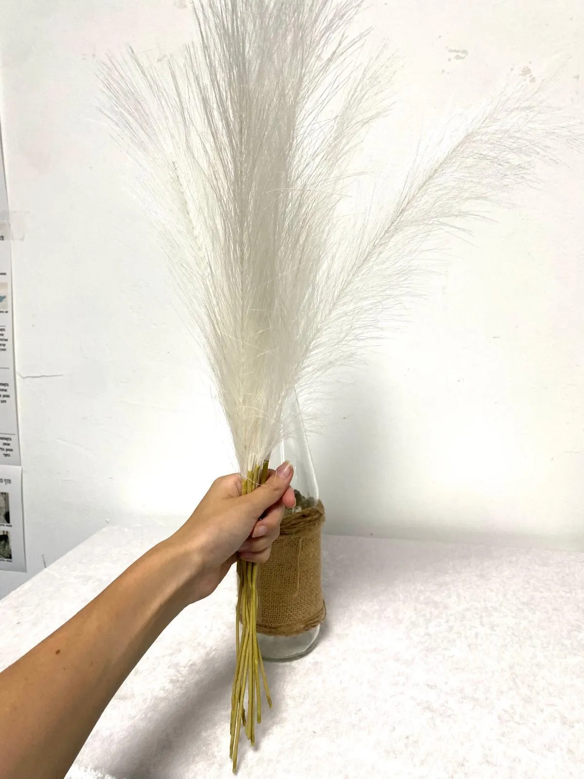 פמפסים לבנים