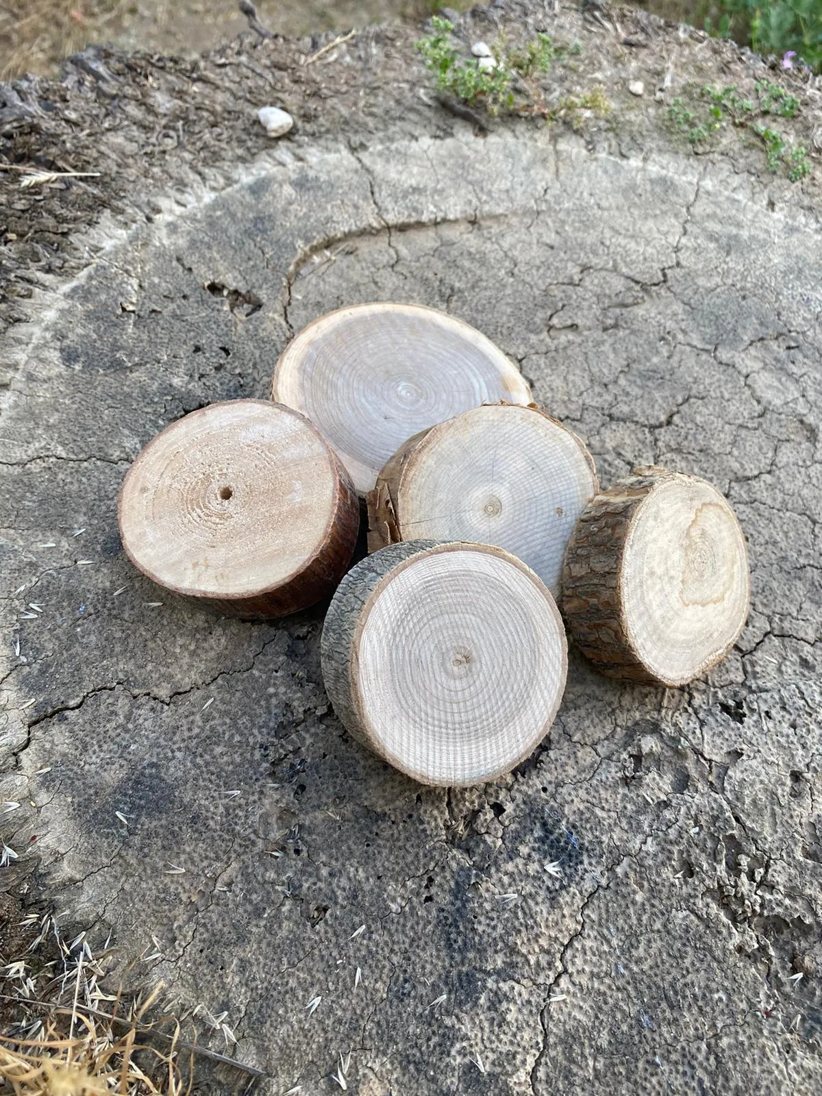 תחתית עץ מיני