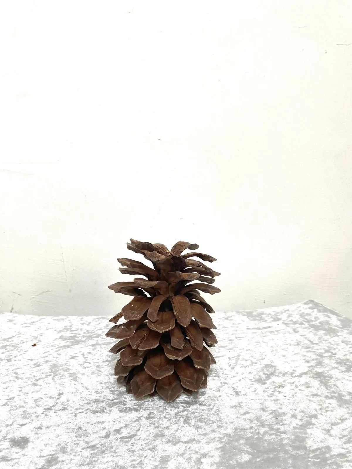 איצטרובל ענק