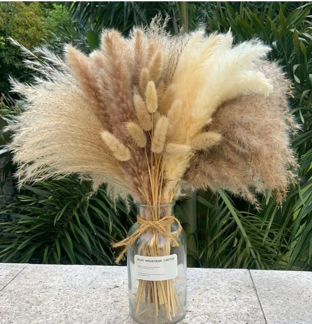 Pampas Grass 17 Inches