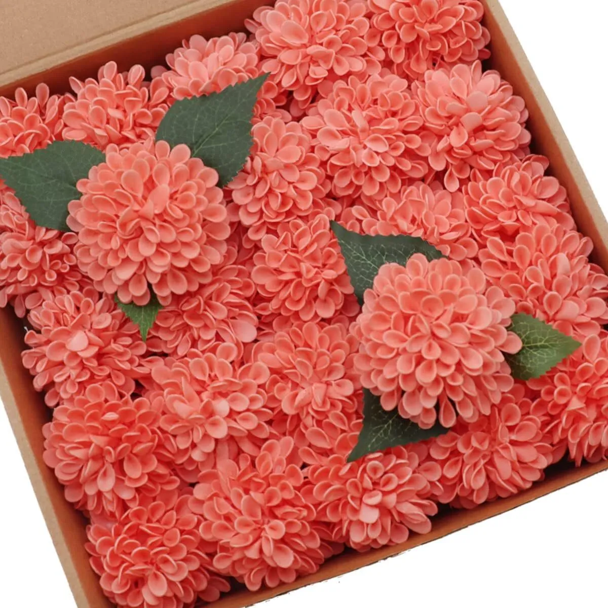 Coral Dahlias