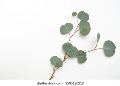 Flat leaf eucalyptus ring