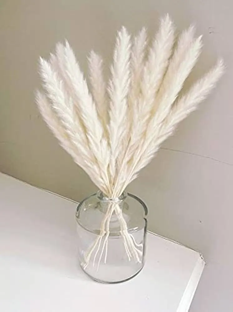 Bundle-Cream Pampas-Small