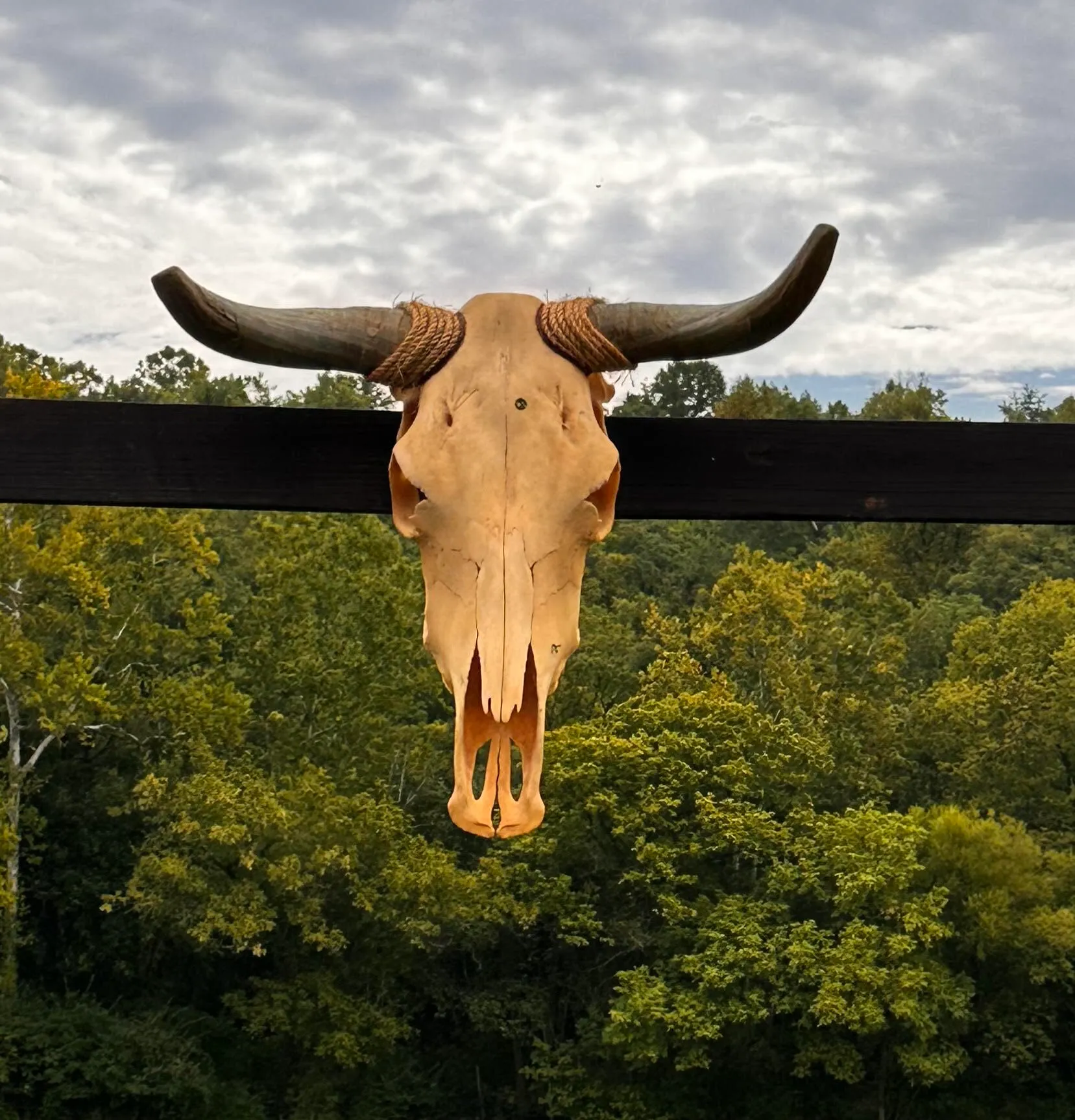 Bull Skull -Item # 1512