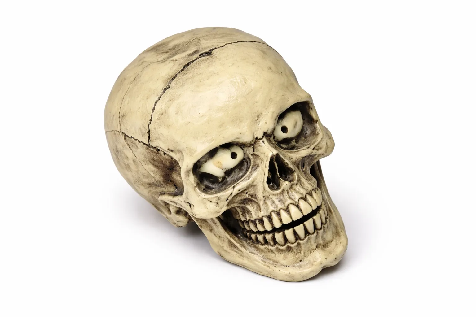 Skeleton Head Medical Skull