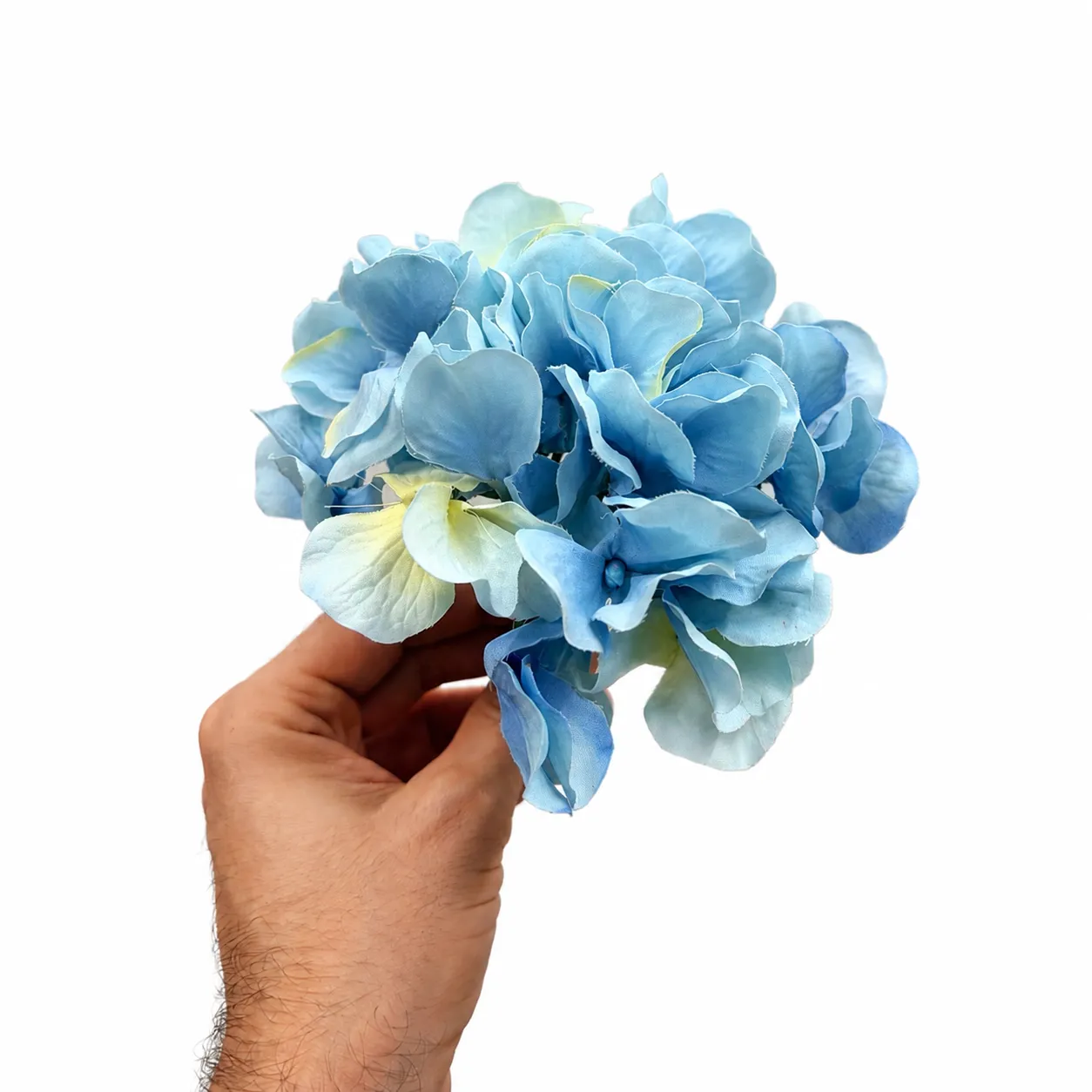 Blue Hydrangea 