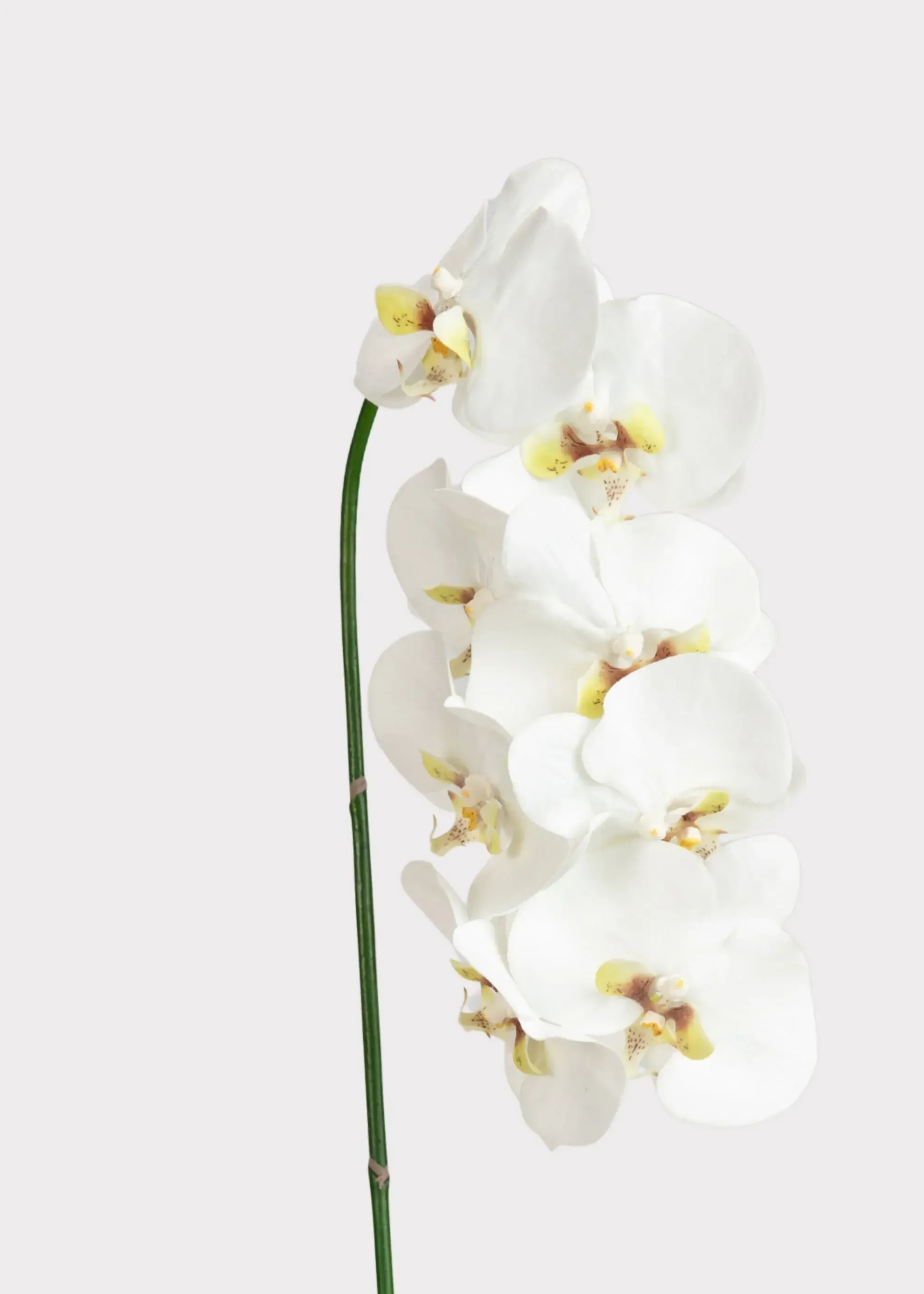 White Orchid Stems - Set of 2