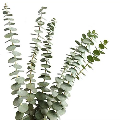 Dried Real Eucalyptus Branches