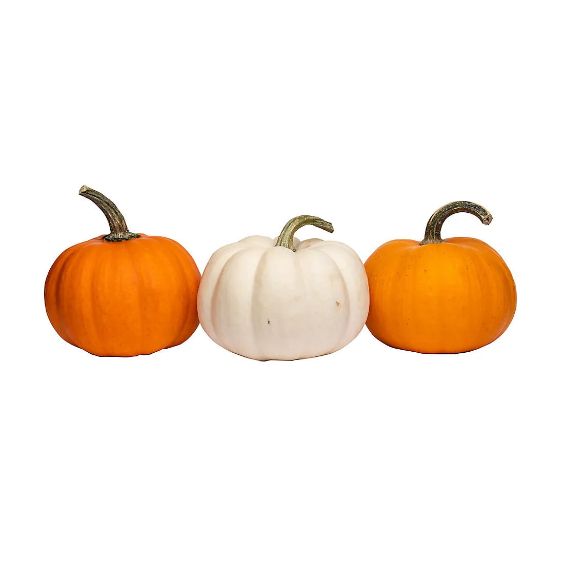Pumpkin Bundle