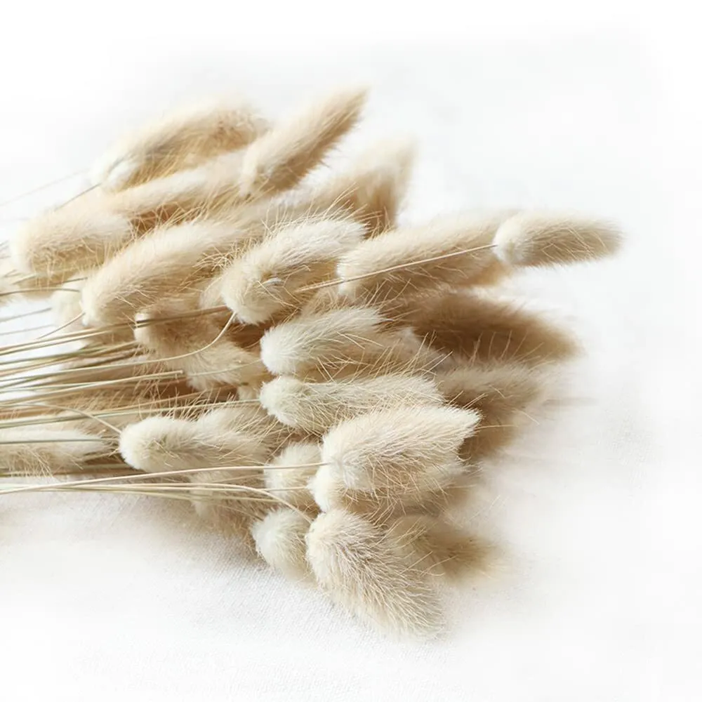 Natural Dried Lagurus Ovatus 
