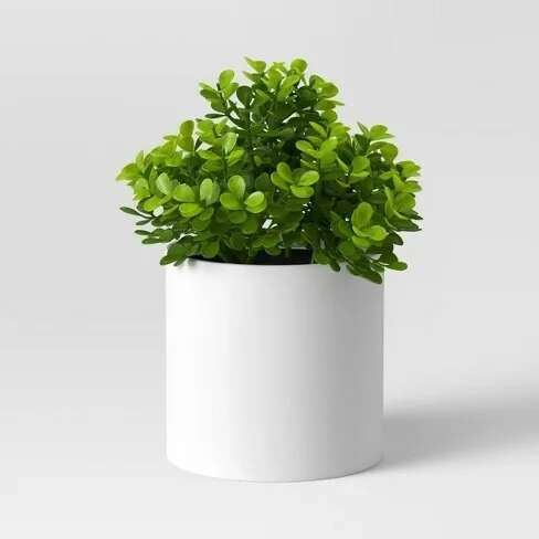 Boxwood Plant 