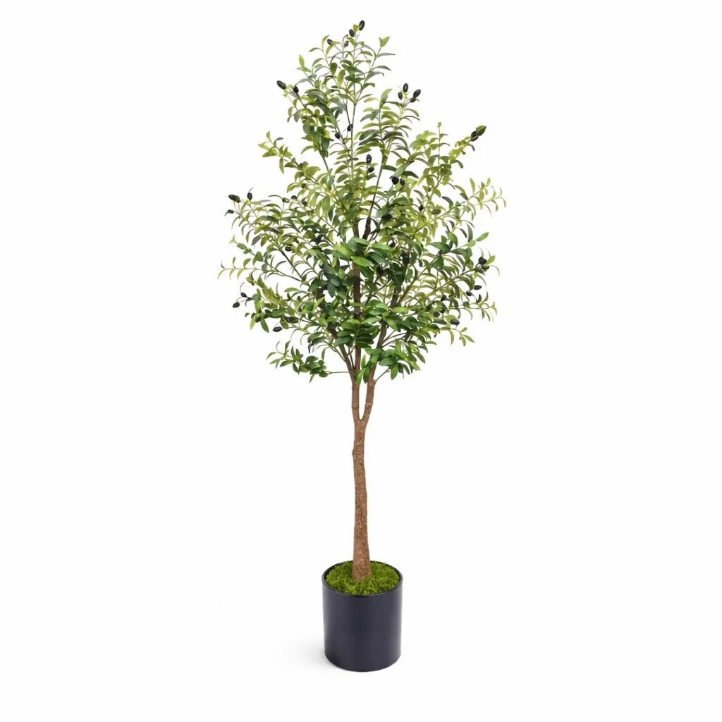 Olivenbaum 150 cm