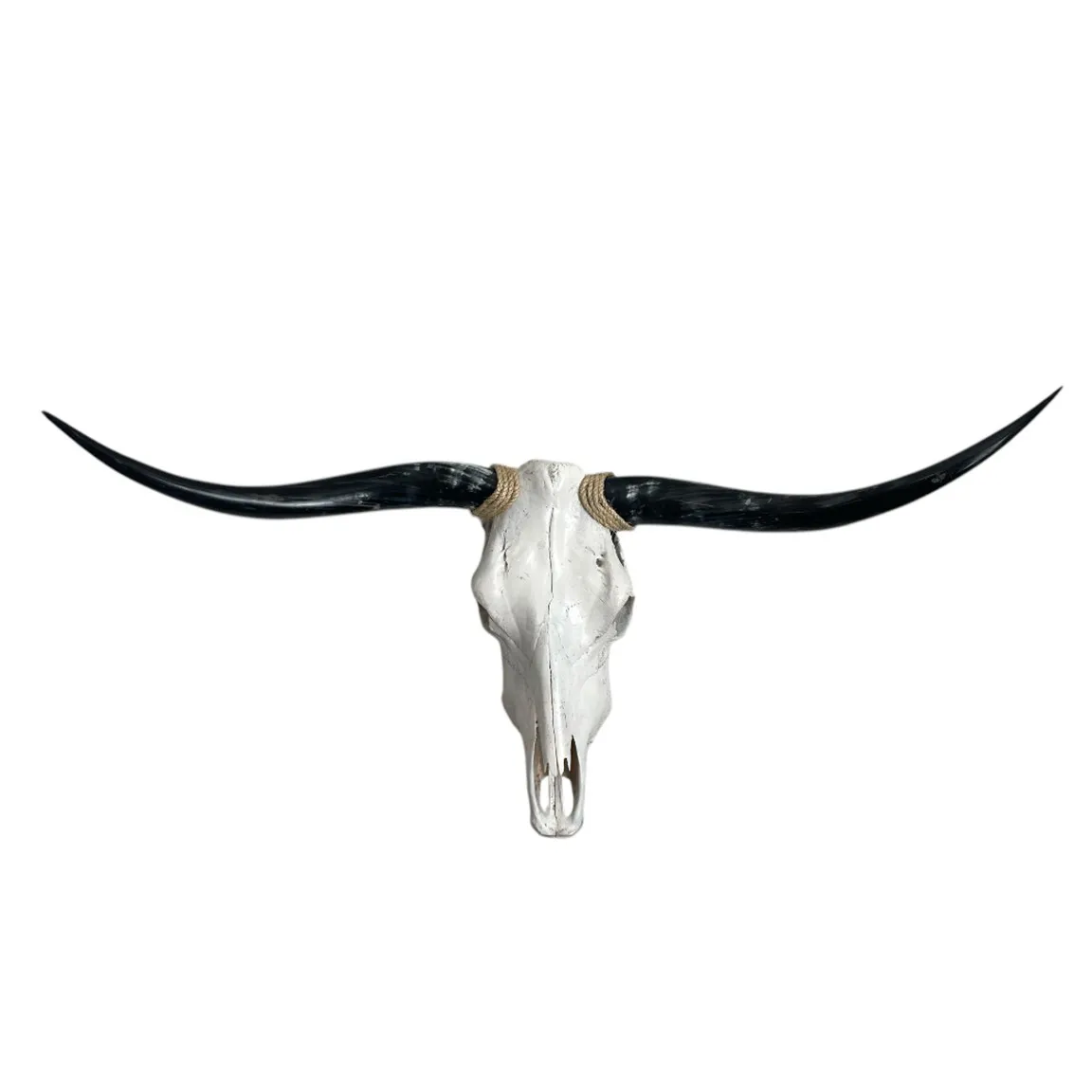 Longhorn Skull, 48" Spread, Polished Horns