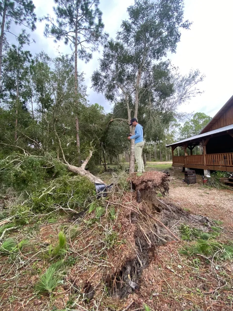 Tree Removal - Cleanup