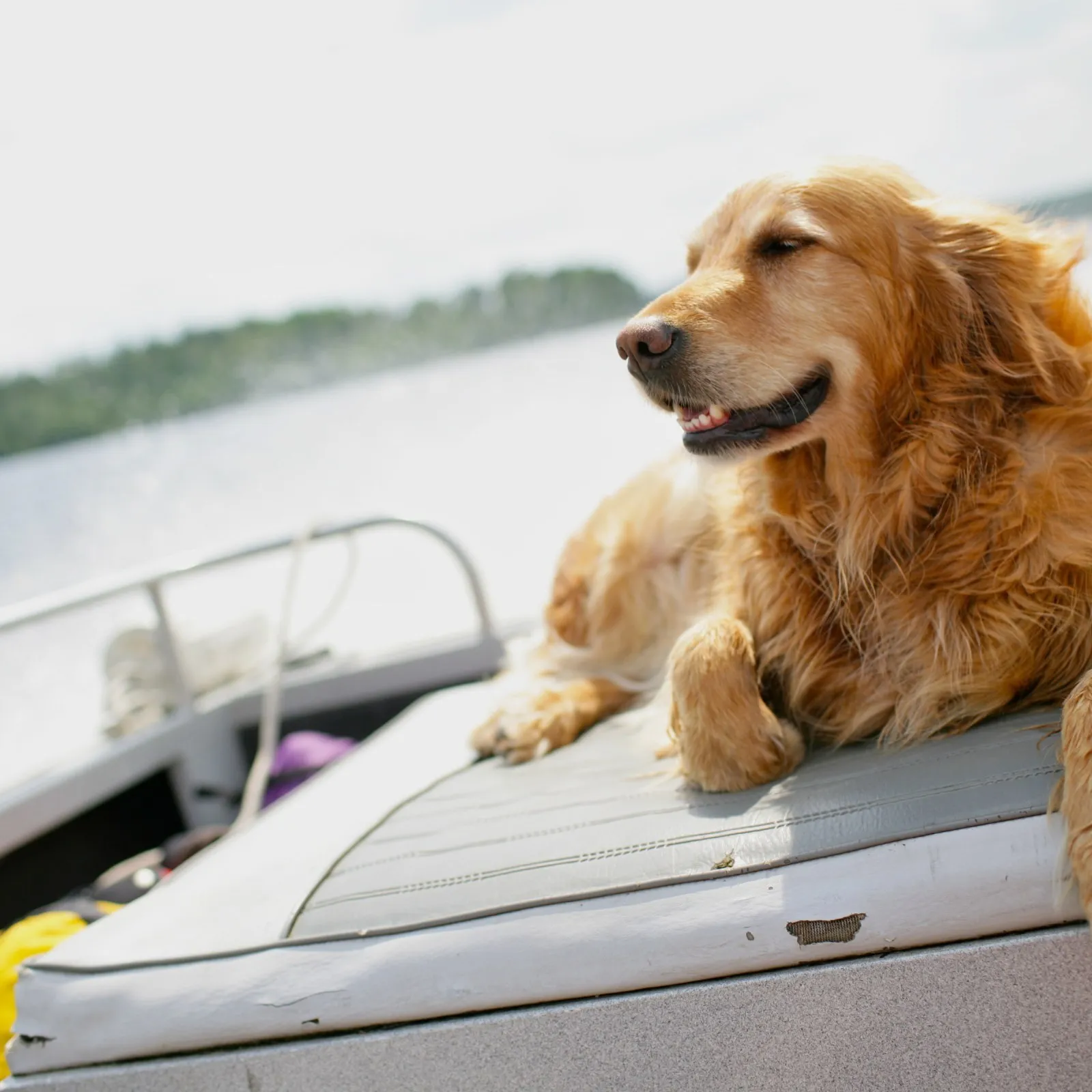 Bring a Furry Friend