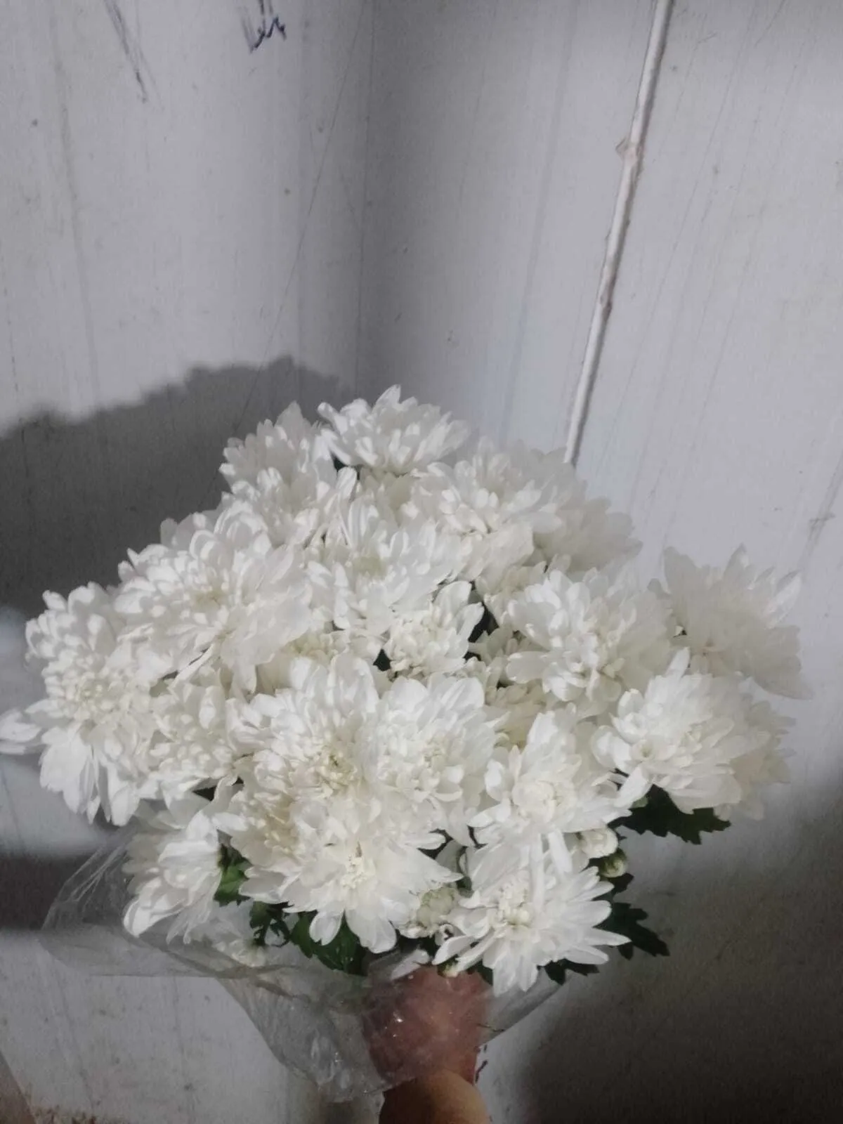 Fresh White Chrysanthemum