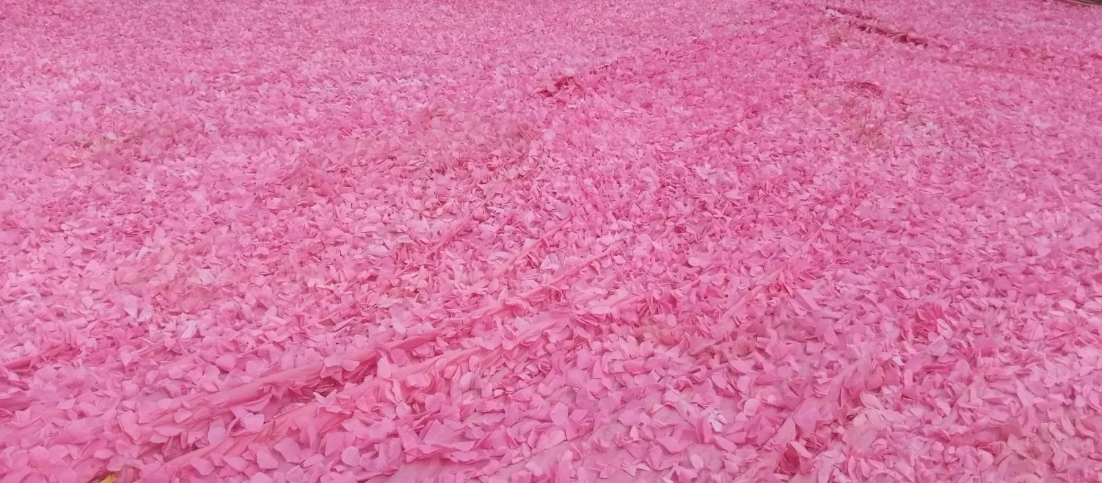 Pink Petals Roof