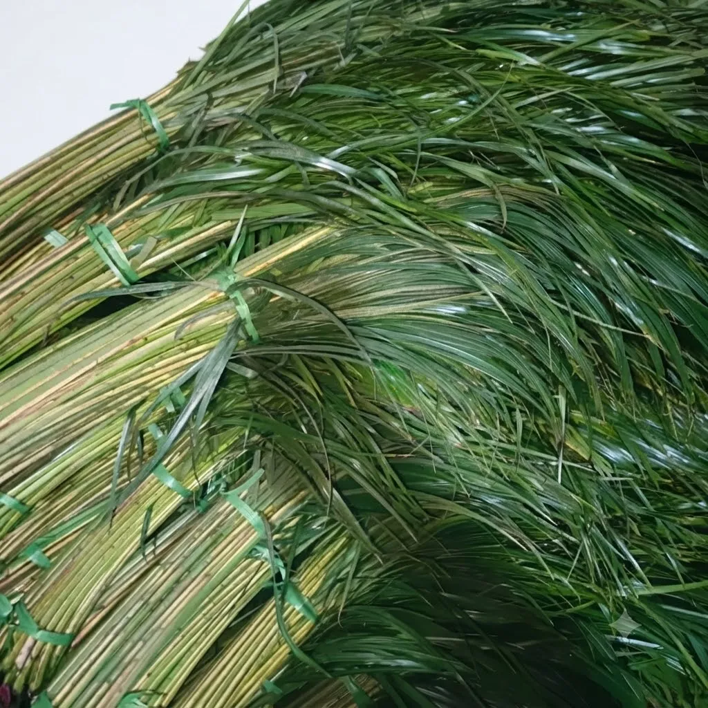 Phoenix palm
