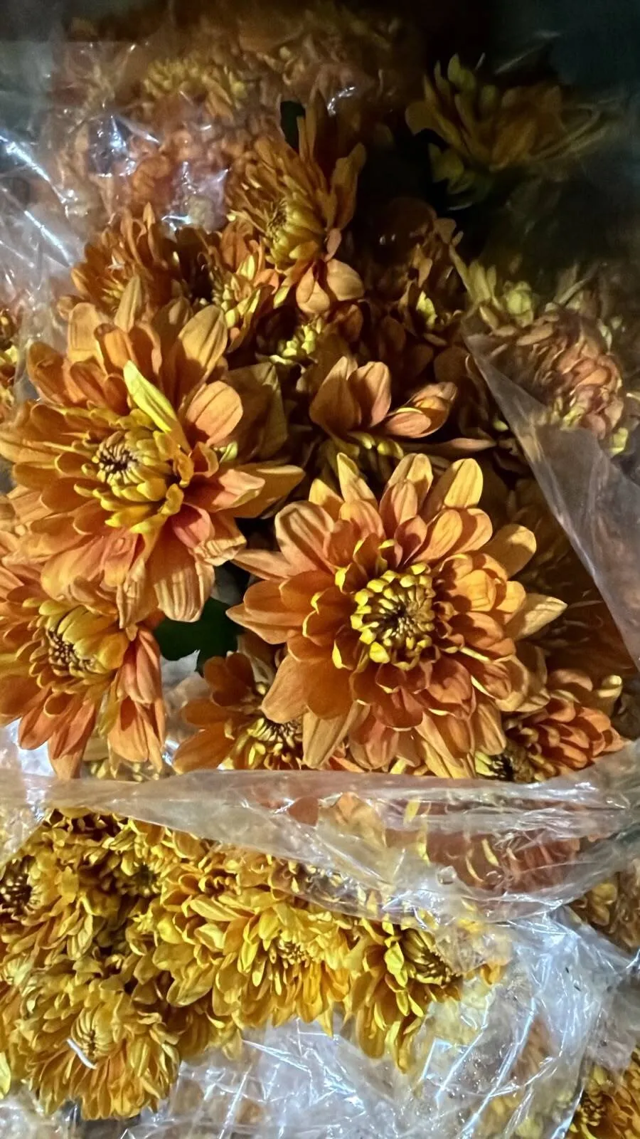 Rust Chrysanthemum