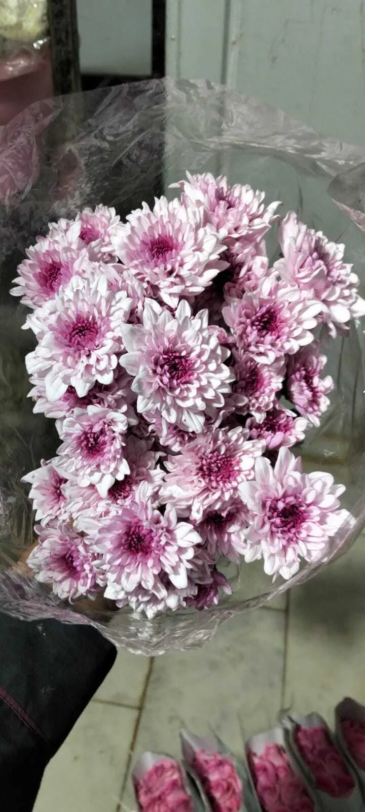 Lilac Chrysanthemum