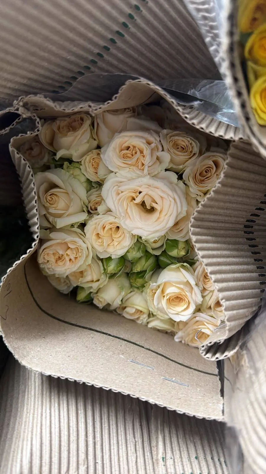 Fresh Peach Rose