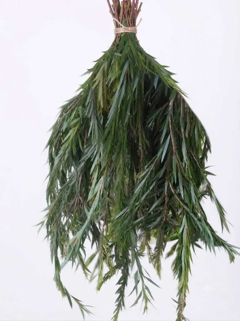 Bottle Brush Plant