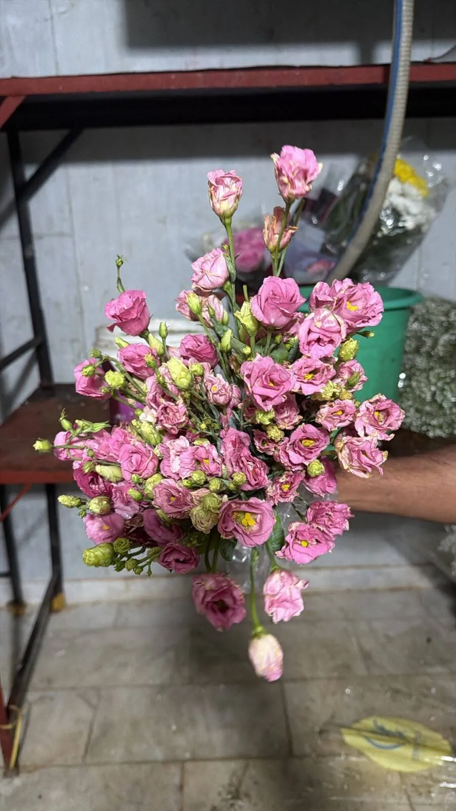 China Aster