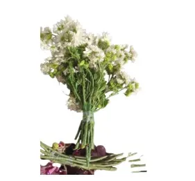 White Chrysanthemum