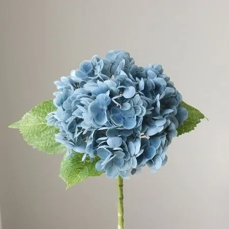 Blue Hydrengea