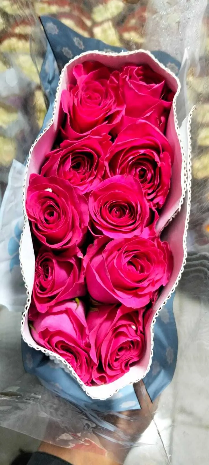 Fresh Pink Rose