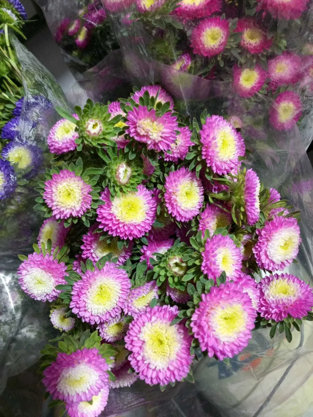 Purple Aster
