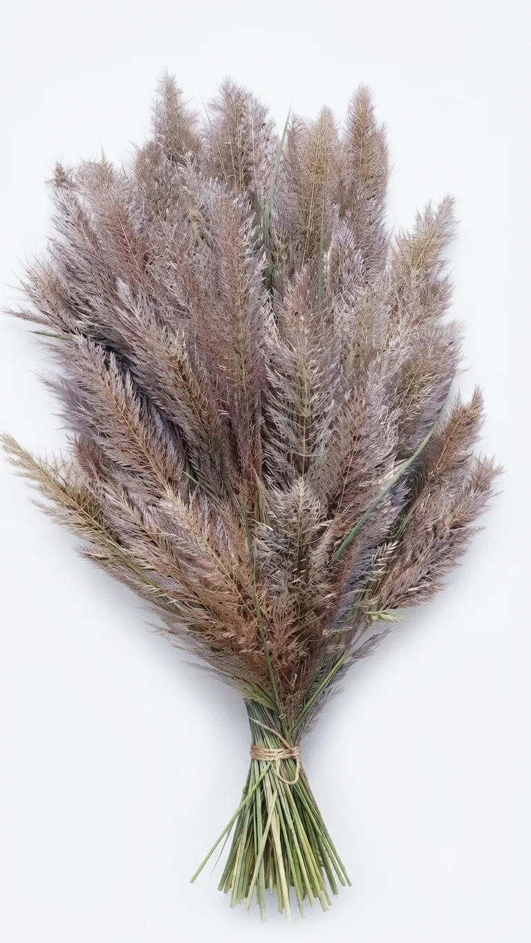pampas grass
