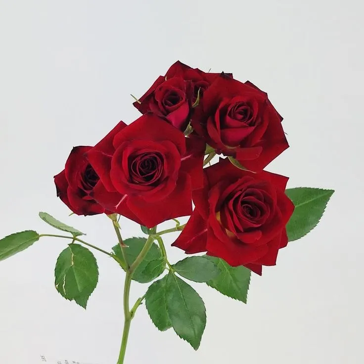 Red Valvet rose