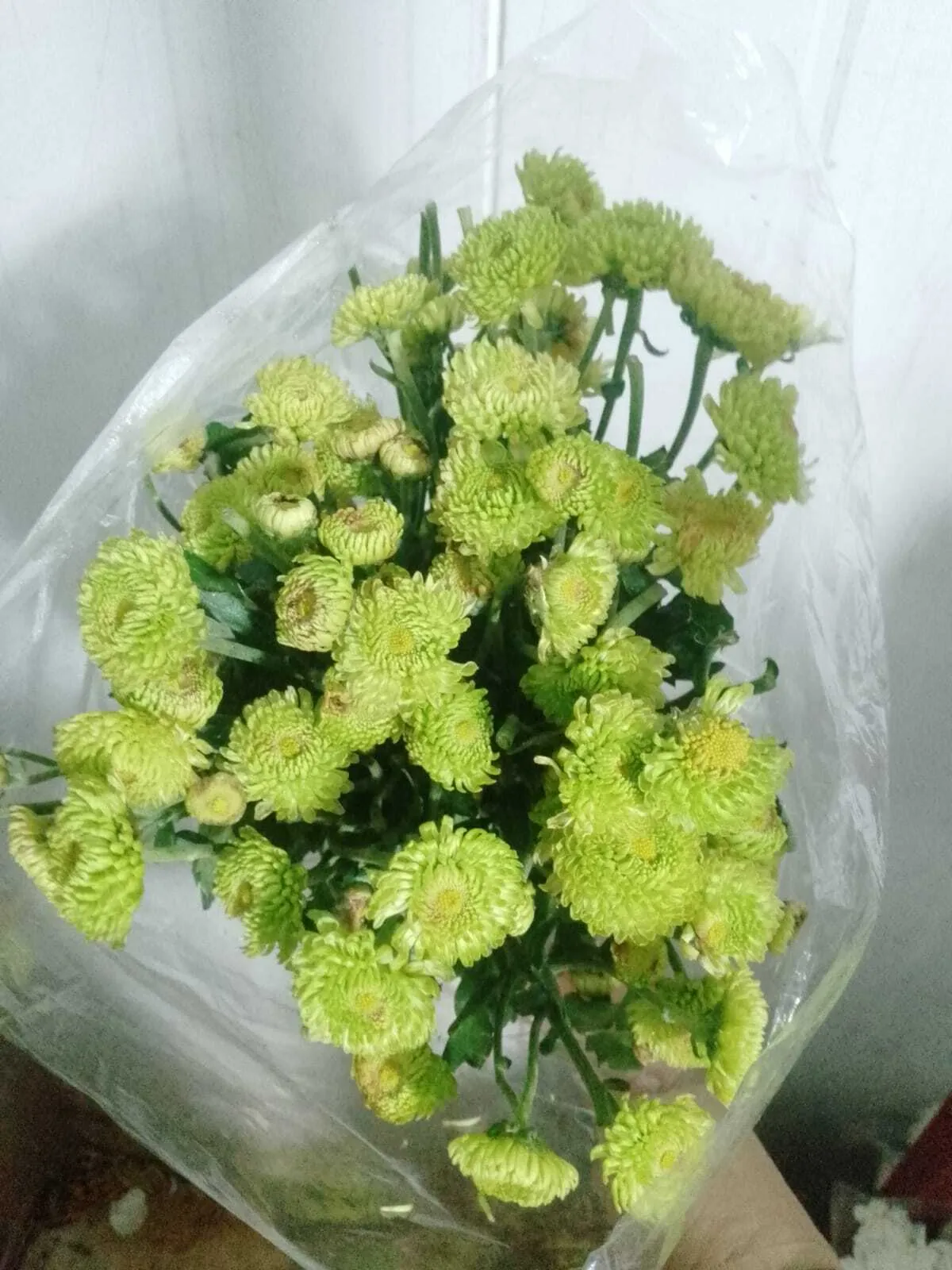 Button Chrysanthemum