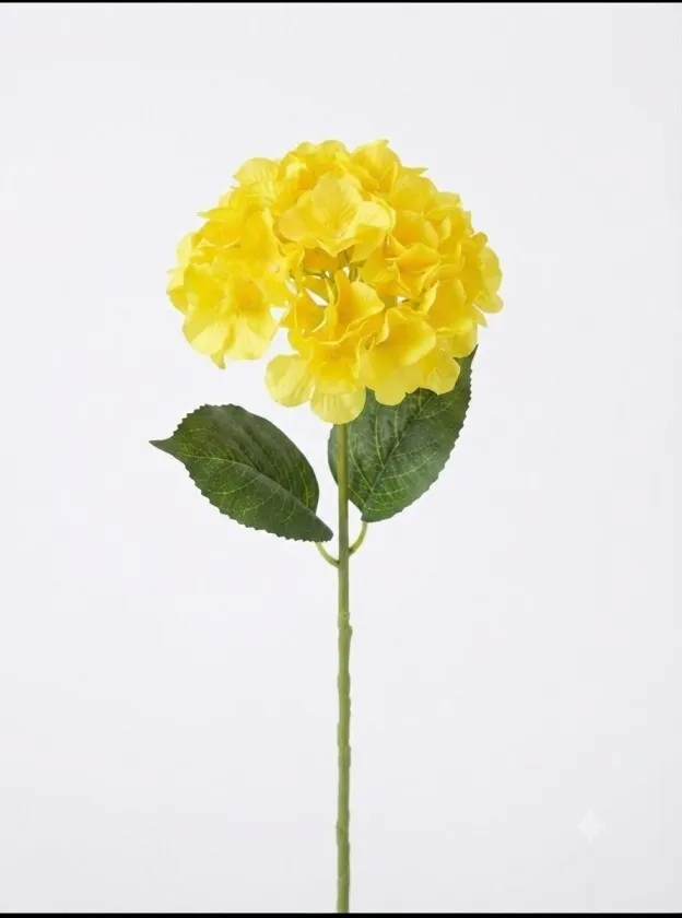 Yellow Hydrangea