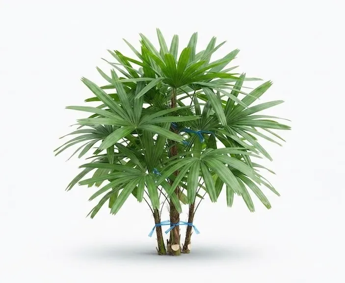 Finger Palm