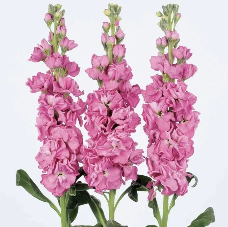 Pink Stock F-012 Quantity: 183