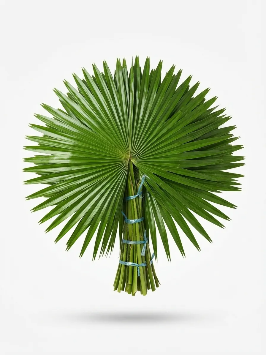 Table Palm plant