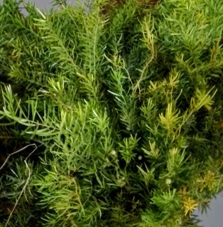 melaleuca plant