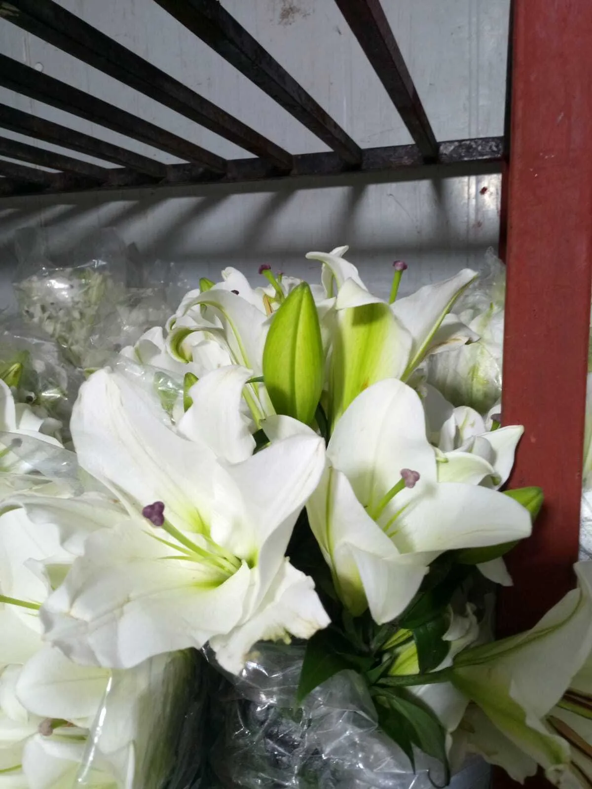 White Lilly