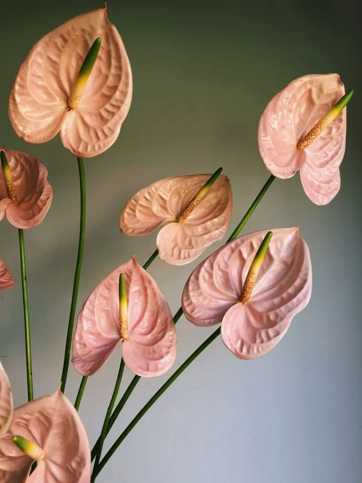 Pink Anthorium